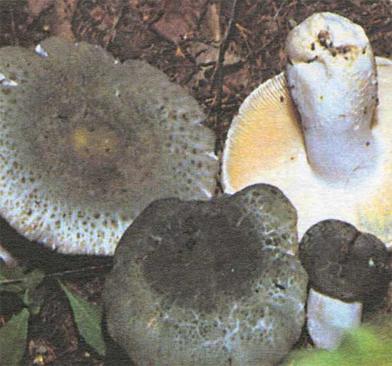  Image name: Russula_virescens5.jpg 
 width: 550 pixel 
 height: 513 pixel 
 Size: 49705 bytes 
 Click to enlarge 